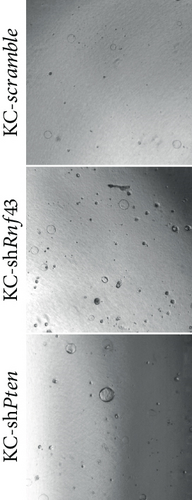 Details are in the caption following the image