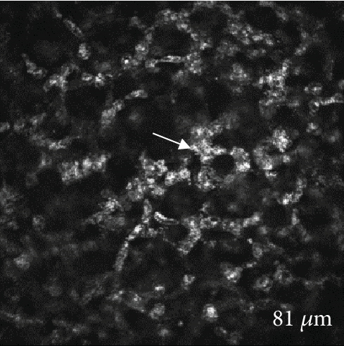 Details are in the caption following the image