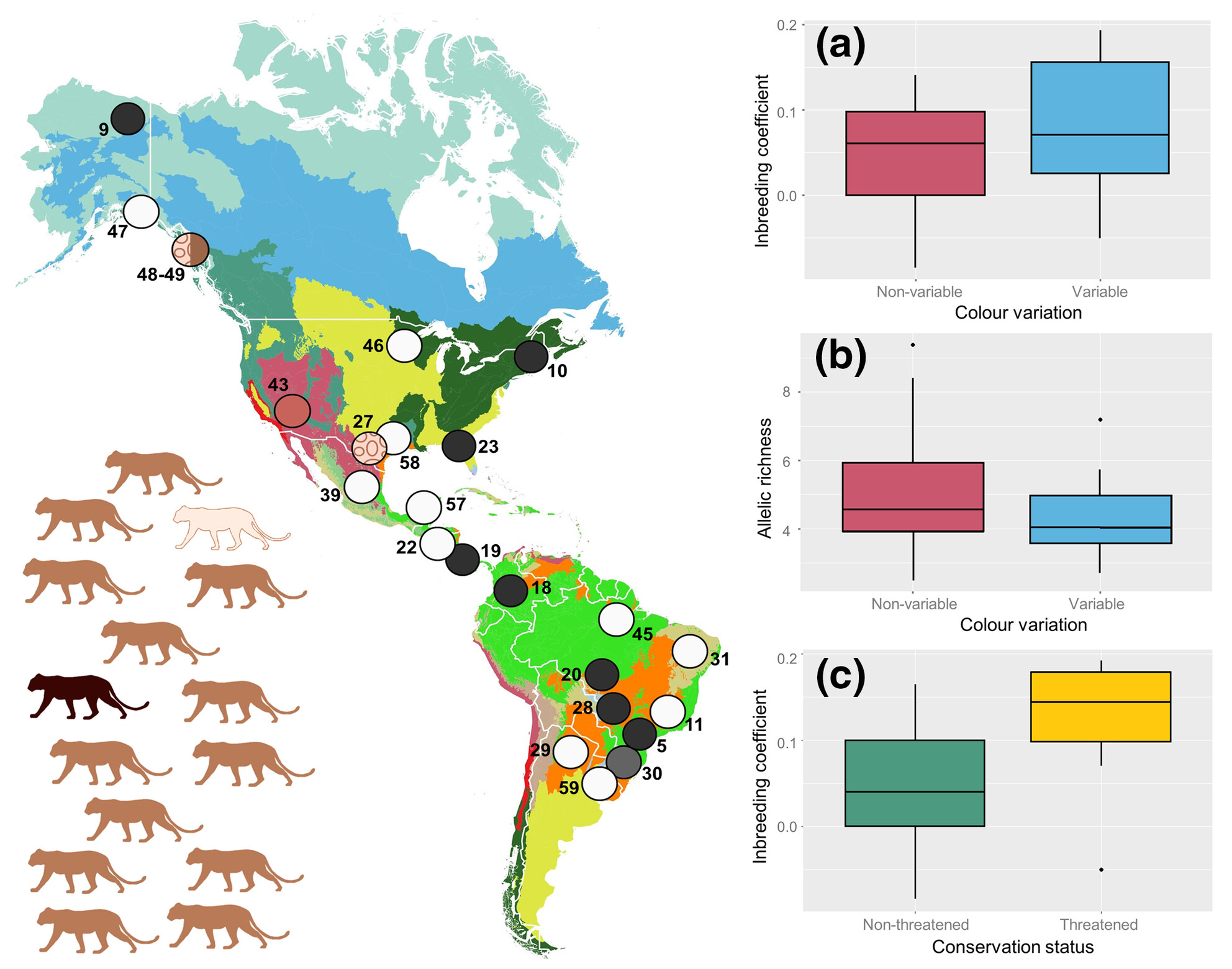Heterozygosity is low where rare color variants in wild carnivores prevail