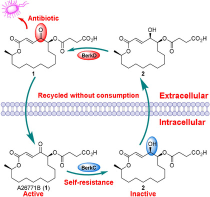 Self-Resistance in the Biosynthesis of Fungal Macrolides Involving Cycles of Extracellular Oxidative Activation and Intracellular Reductive Inactivation