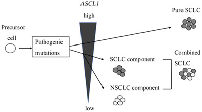 Comprehensive genetic analysis of histological components of combined small cell carcinoma