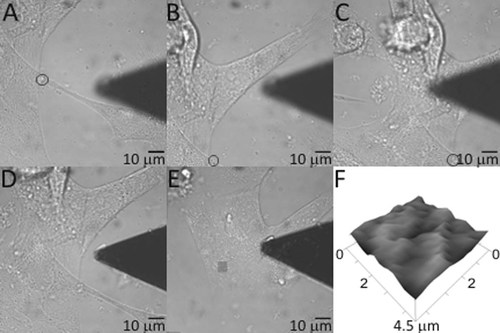 Details are in the caption following the image Details are in the caption following the image