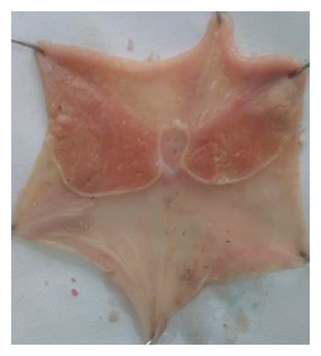 Details are in the caption following the image Details are in the caption following the image