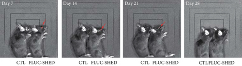 Details are in the caption following the image Details are in the caption following the image