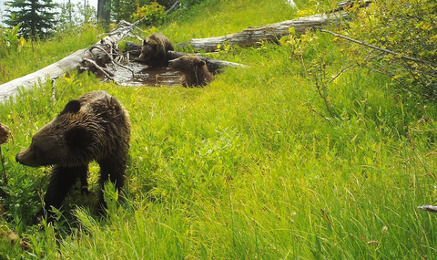 Vital rates of two small populations of brown bears in Canada and range-wide relationship between population size and trend