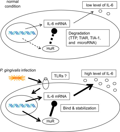 The induced RNA-binding protein, HuR, targets 3′-UTR region of IL-6 mRNA and enhances its stabilization in periodontitis