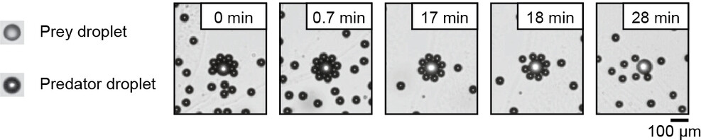 Self-Organized Patterns in Non-Reciprocal Active Droplet Systems
