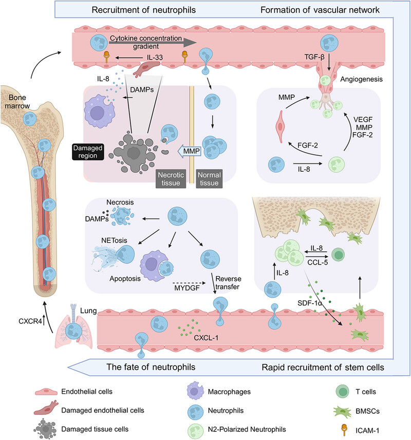 Neutrophils in Tissue Injury and Repair: Molecular Mechanisms and Therapeutic Targets