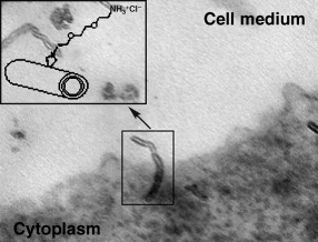 Functionalized Carbon Nanotubes for Plasmid DNA Gene Delivery