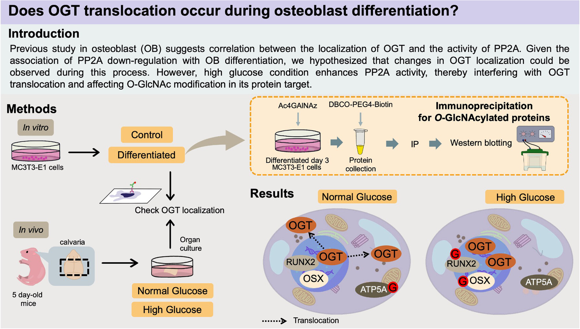 High Glucose Inhibits O-GlcNAc Transferase Translocation in Early Osteoblast Differentiation by Altering Protein Phosphatase 2A Activity