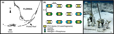 Coral epigenetic responses to nutrient stress: Histone H2A.X phosphorylation dynamics and DNA methylation in the staghorn coral Acropora cervicornis