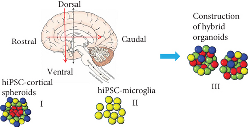 Details are in the caption following the image Details are in the caption following the image
