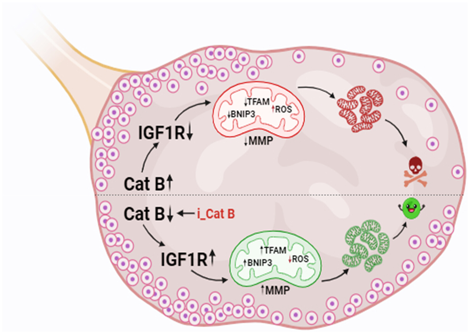 Cathepsin B Regulates Ovarian Reserve Quality and Quantity via Mitophagy by Modulating IGF1R Turnover