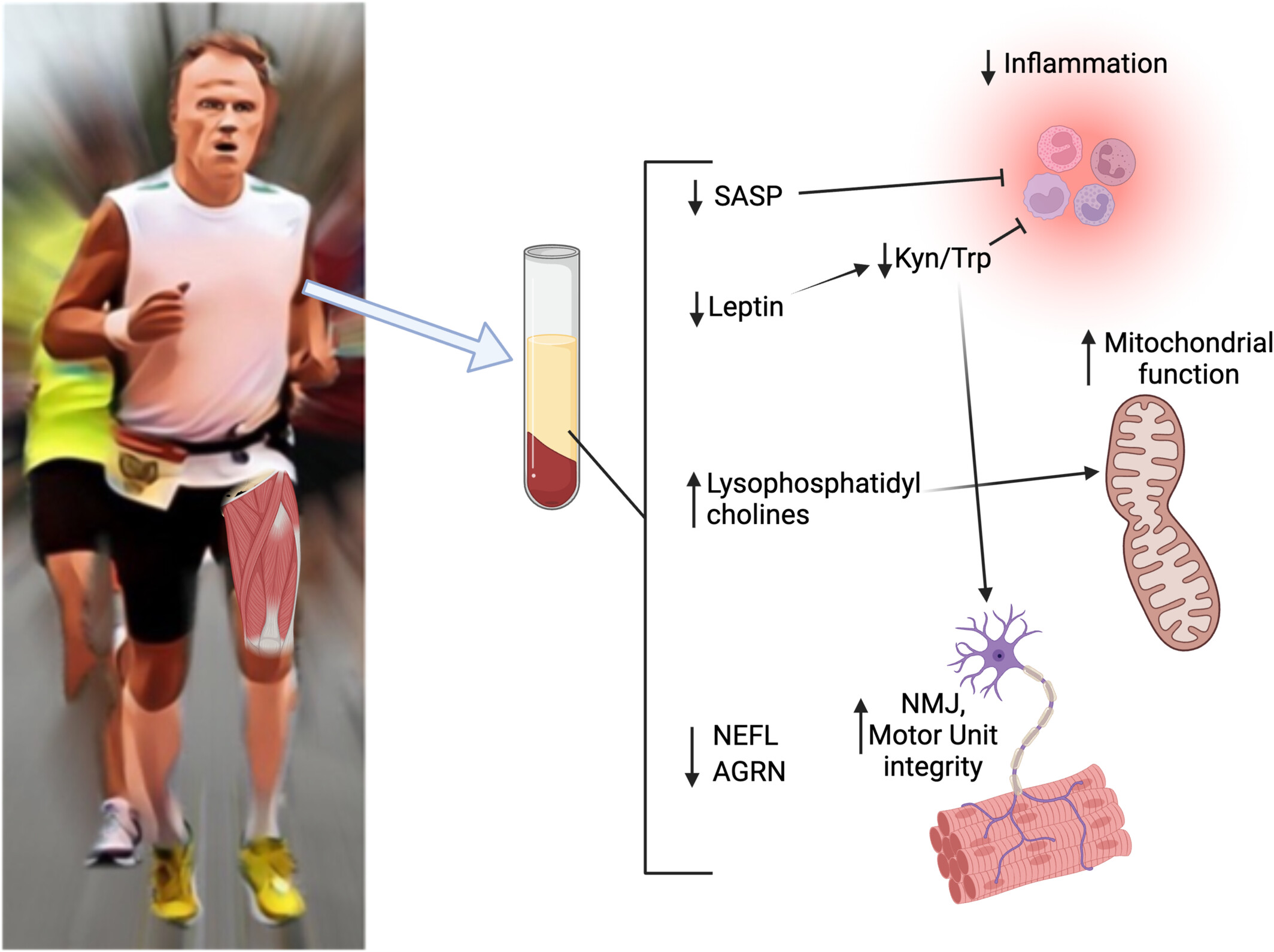Serum Proteomic and Metabolomic Signatures of High Versus Low Physical Function in Octogenarians