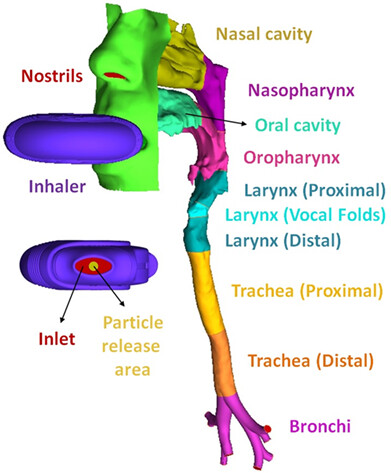 Inhaled fosamprenavir for laryngopharyngeal reflux: Toxicology and fluid dynamics modeling