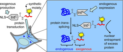 In Cellulo Protein Semi-Synthesis from Endogenous and Exogenous Fragments Using the Ultra-Fast Split Gp41-1 Intein