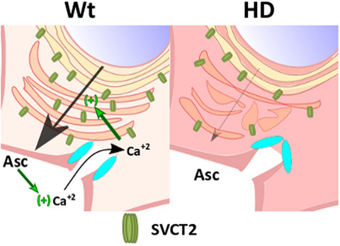 Impaired intracellular trafficking of sodium-dependent vitamin C transporter 2 contributes to the redox imbalance in Huntington’s disease