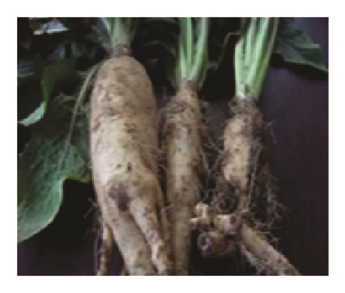 Details are in the caption following the image