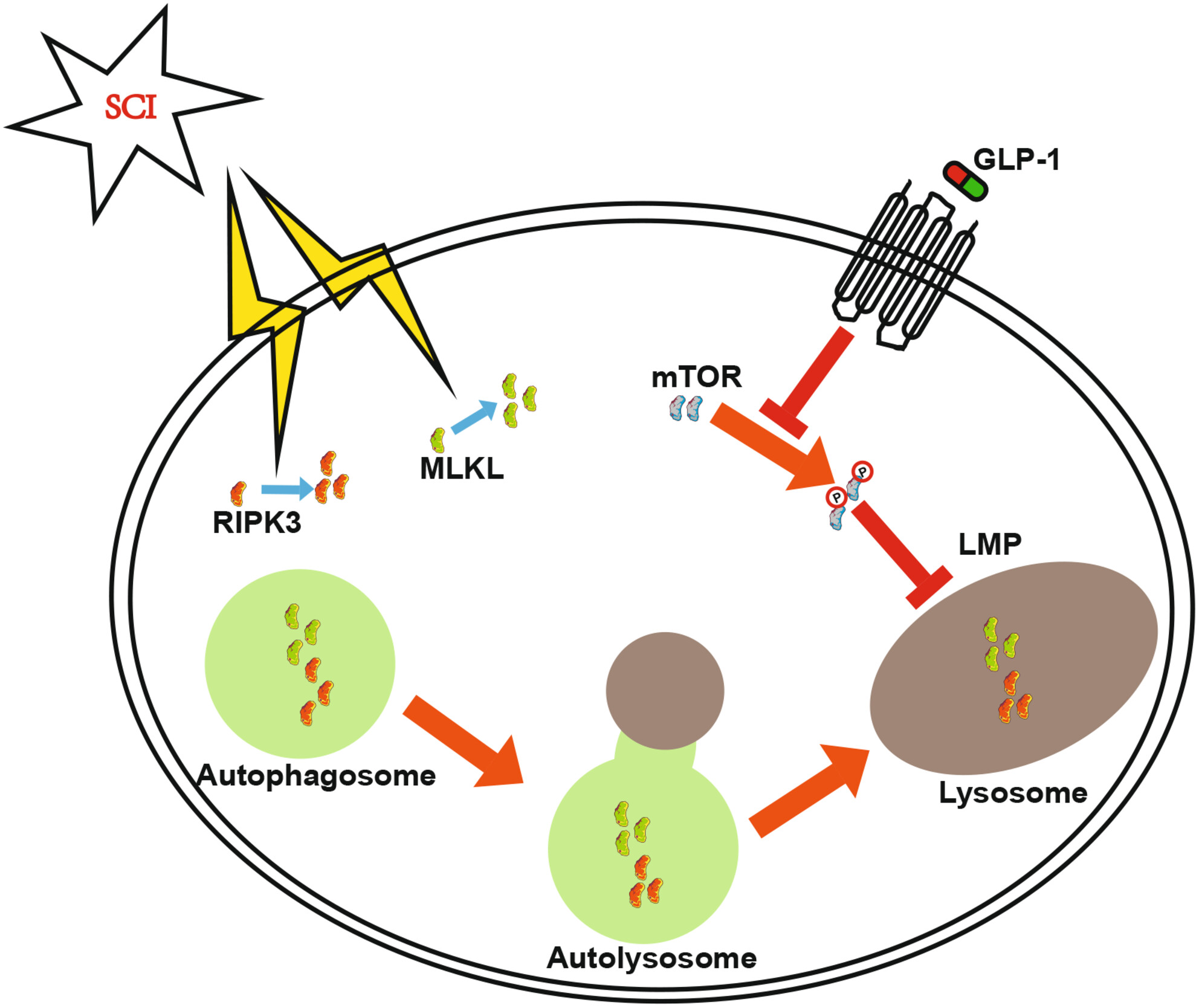 Therapeutic effects of exendin-4 on spinal cord injury via restoring autophagy function and decreasing necroptosis in neuron