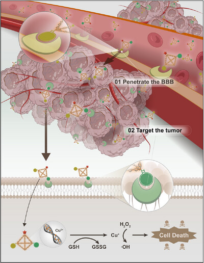 DNA nanomachine-driven chemodynamic therapy against glioblastoma Issue 6, 2024