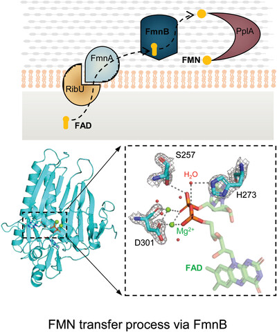 Structural insights into the catalytic and inhibitory mechanisms of the flavin transferase FmnB in Listeria monocytogenes