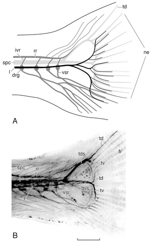 Details are in the caption following the image