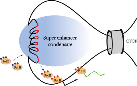 Super enhancers—Functional cores under the 3D genome