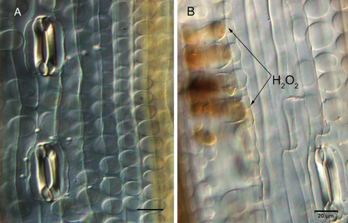 Details are in the caption following the image