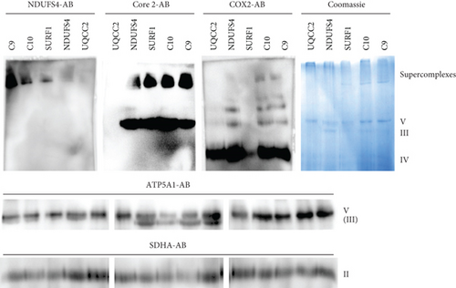 Details are in the caption following the image Details are in the caption following the image