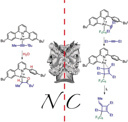 Gold(III) Alkyne Complexes: Bonding and Reaction Pathways