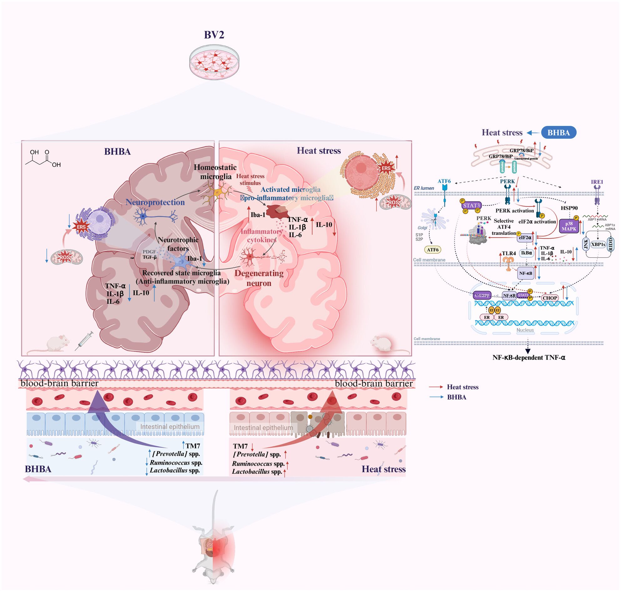 BHBA attenuates endoplasmic reticulum stress-dependent neuroinflammation via the gut–brain axis in a mouse model of heat stress