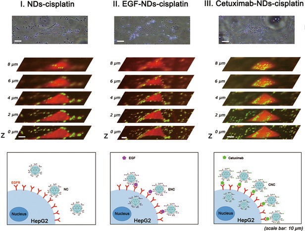 Cetuximab-conjugated nanodiamonds drug delivery system for enhanced targeting therapy and 3D Raman imaging