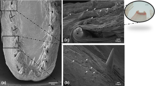 Details are in the caption following the image Details are in the caption following the image
