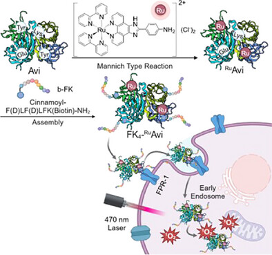 A Supramolecular, Triple Negative Breast Cancer-Targeting Avidin-Photosensitizer