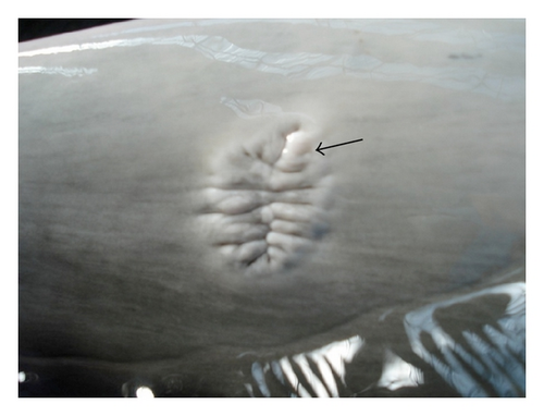 Details are in the caption following the image