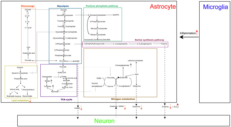 Brain Energy Metabolism: Astrocytes in Neurodegenerative Diseases