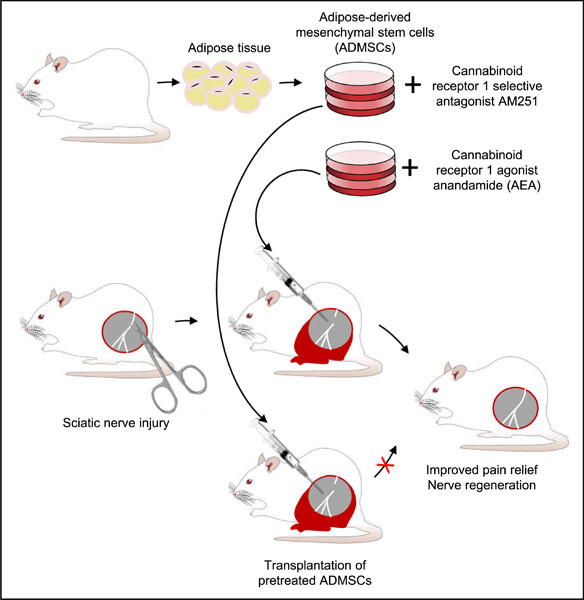 The role of cannabinoid CB1 receptors in the antinociceptive and reparative actions of mesenchymal stem cells in rats with peripheral neuropathic pain