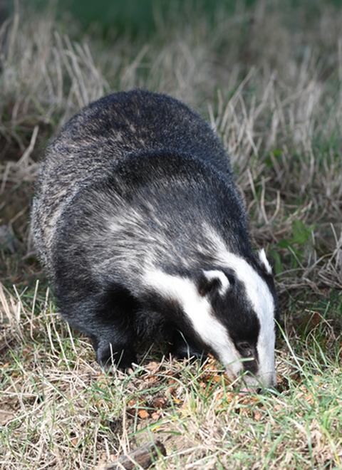 Social structure contains epidemics and regulates individual roles in disease transmission in a group-living mammal