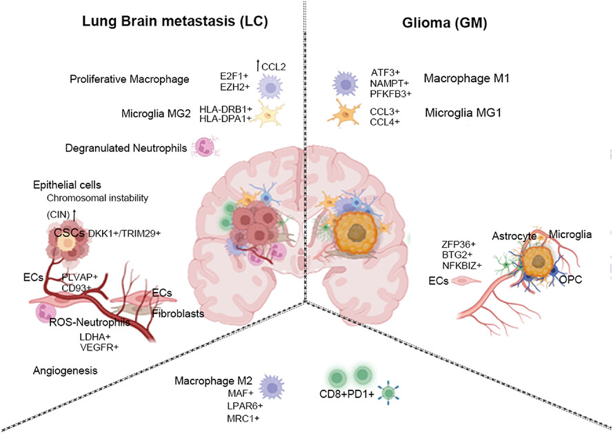 Single-cell RNA sequencing reveals cellular and molecular reprograming landscape of gliomas and lung cancer brain metastases