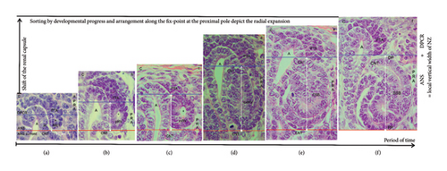Details are in the caption following the image Details are in the caption following the image
