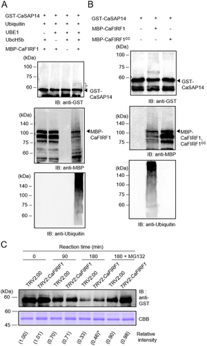 Details are in the caption following the image Details are in the caption following the image