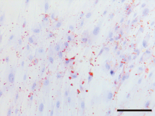 Details are in the caption following the image