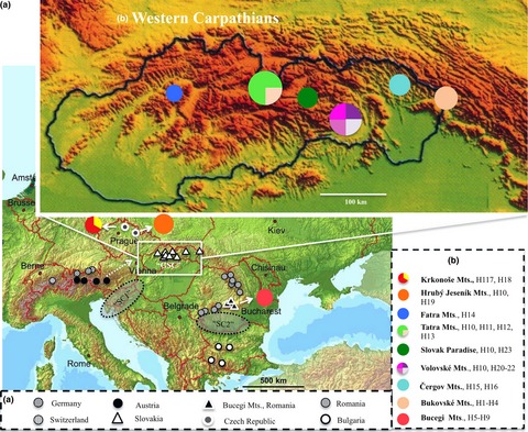 Searching for the glacial refugia of Erebia euryale (Lepidoptera, Nymphalidae) – insights from mtDNA- and nDNA-based phylogeography in the Western Carpathians