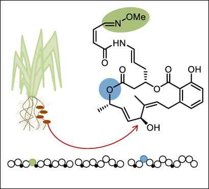 Genome Mining of Oxidation Modules in trans-Acyltransferase Polyketide Synthases Reveals a Culturable Source for Lobatamides