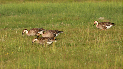 Lack of conspicuous sex-biased dispersal patterns at different spatial scales in an Asian endemic goose species breeding in unpredictable steppe wetlands