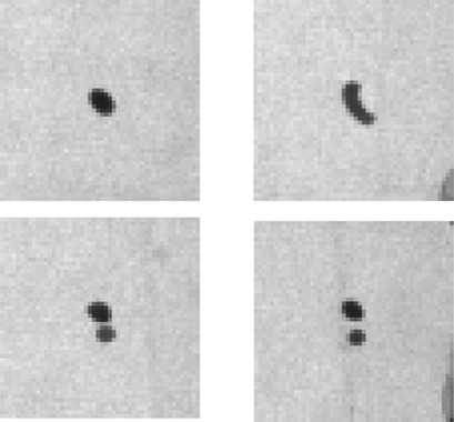 Determination of Breakage Parameters in Turbulent Fluid-Fluid Breakage