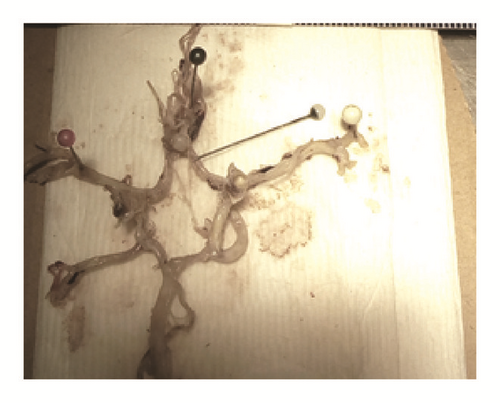 Details are in the caption following the image Details are in the caption following the image