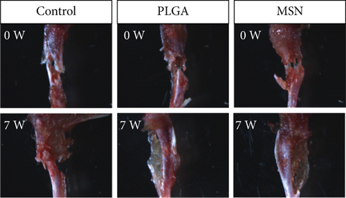 Details are in the caption following the image Details are in the caption following the image