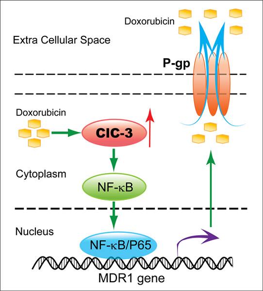Chloride channel-3 mediates multidrug resistance of cancer by upregulating P-glycoprotein expression