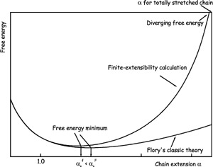 Effect of Finite Extensibility on the Equilibrium Chain Size
